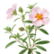 Reviewer image