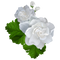 Reviewer image