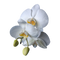 Reviewer image