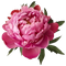 Reviewer image